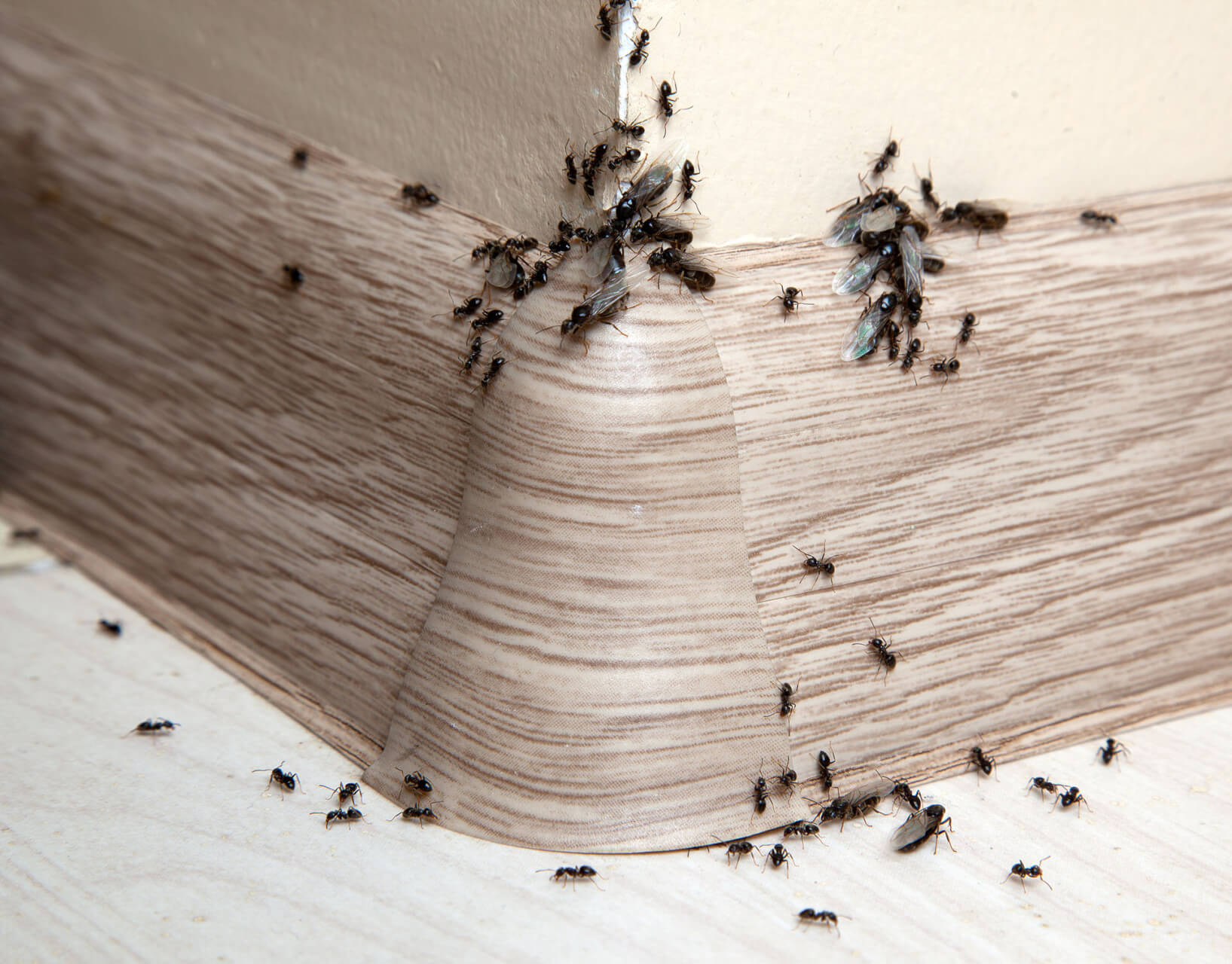 Pest Control Lewisville pest control services in Lewisville Denton or nearby cities in Denton County GA ants 1