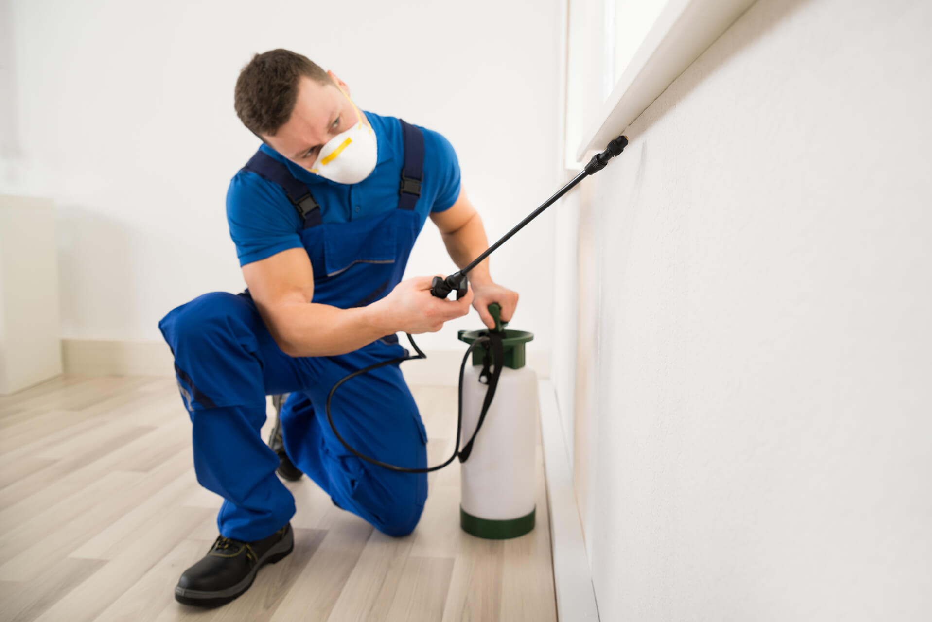 Pest Control Lewisville pest control services in Lewisville Denton or nearby cities in Denton County GA flea 2